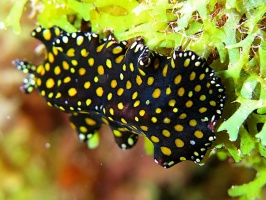 7 Leopard Flatworm IMG 4052